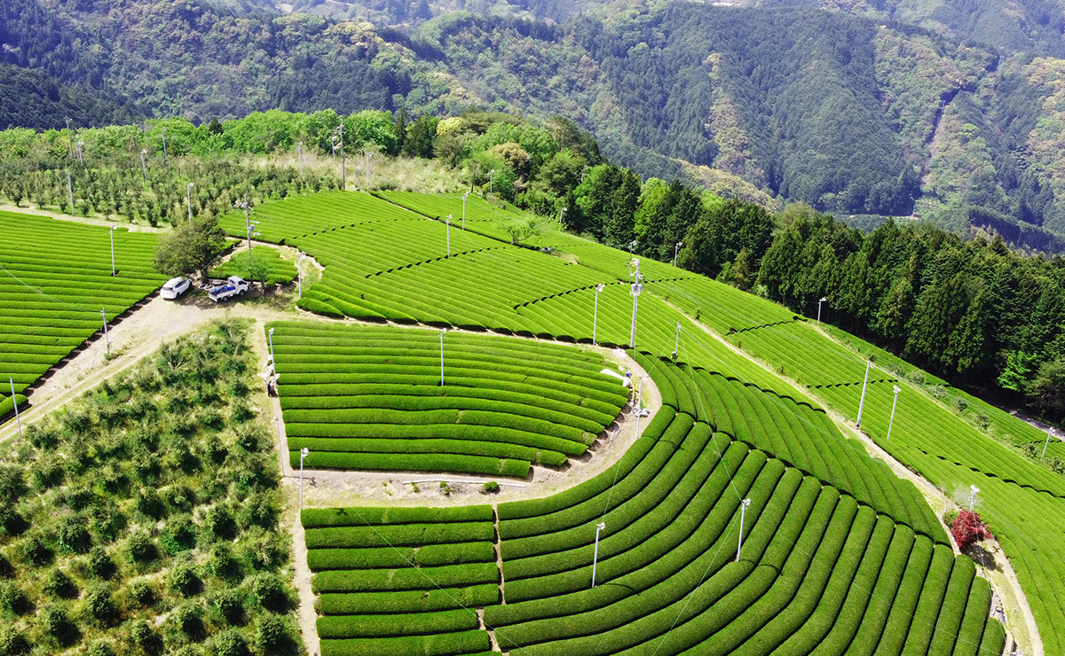 茶畑空撮